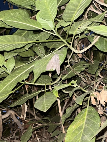 Convolvulus Hawkmoth