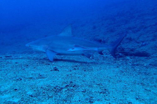 Bull shark