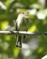 Empidonax occidentalis