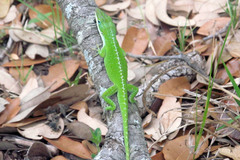 Anolis carolinensis