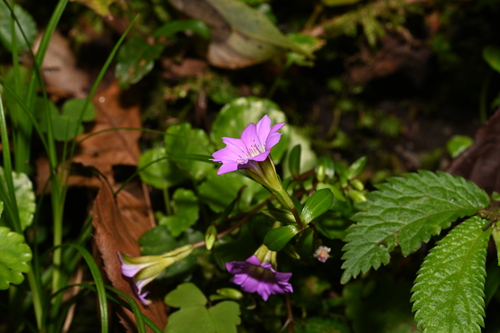 Gentiana rubicunda, 2026-04-05