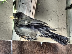 Turdus falcklandii magellanicus