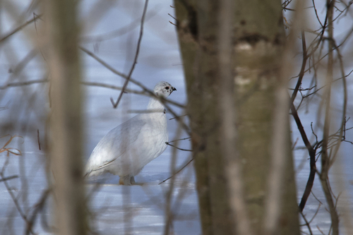 Willow Ptarmigan