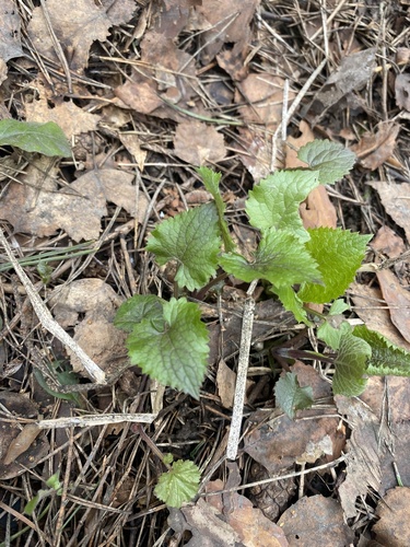 perennial honesty (Lunaria rediviva)