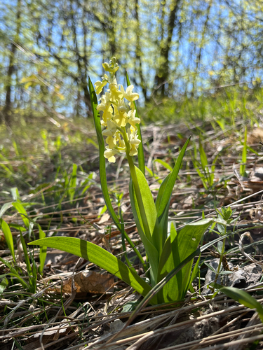 Pale-flowered Orchid (Orchis pallens)
