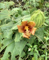 Hibiscus clypeatus