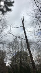 Thryothorus ludovicianus