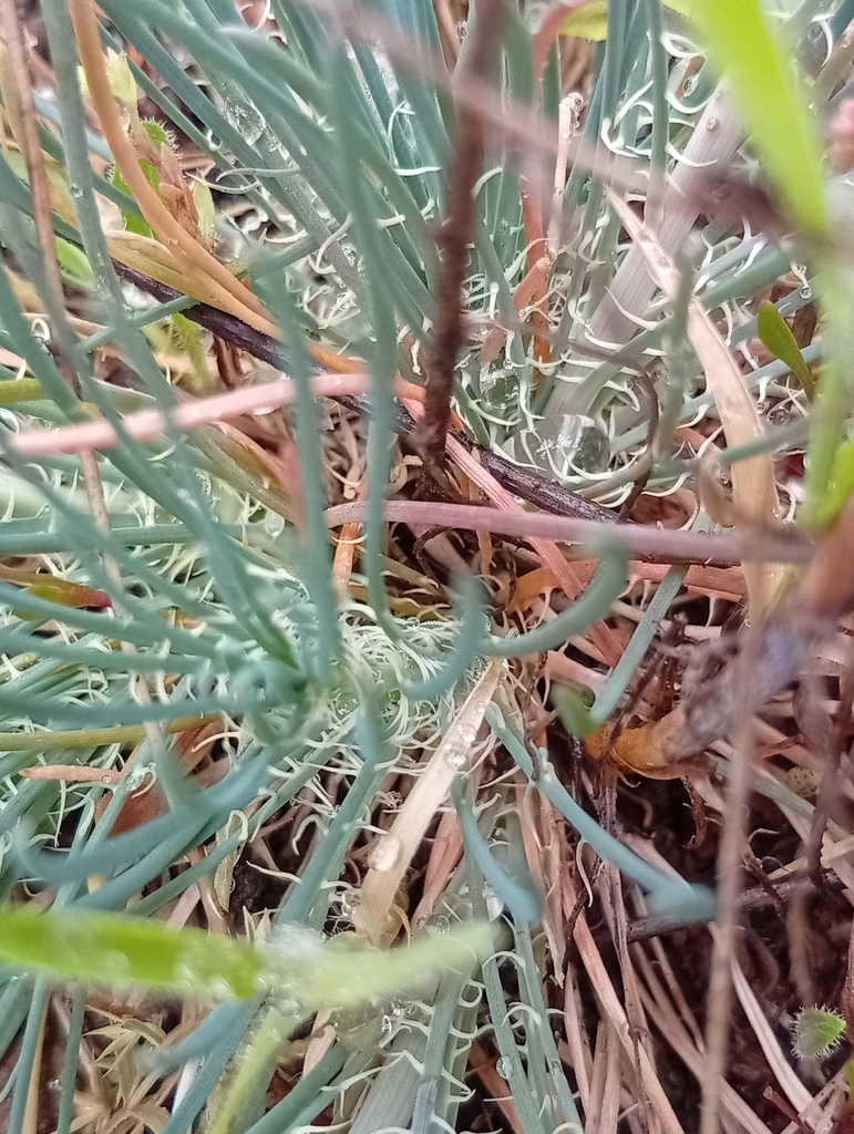 Reseda virgata