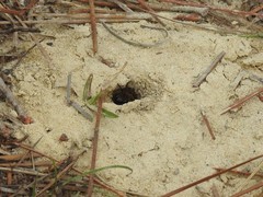 Colletes ultravalidus