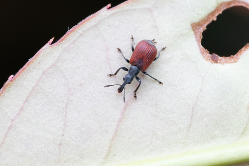 Deporaus bicolor