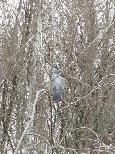 Common Wood-Pigeon