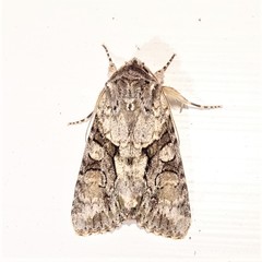 Achatia distincta
