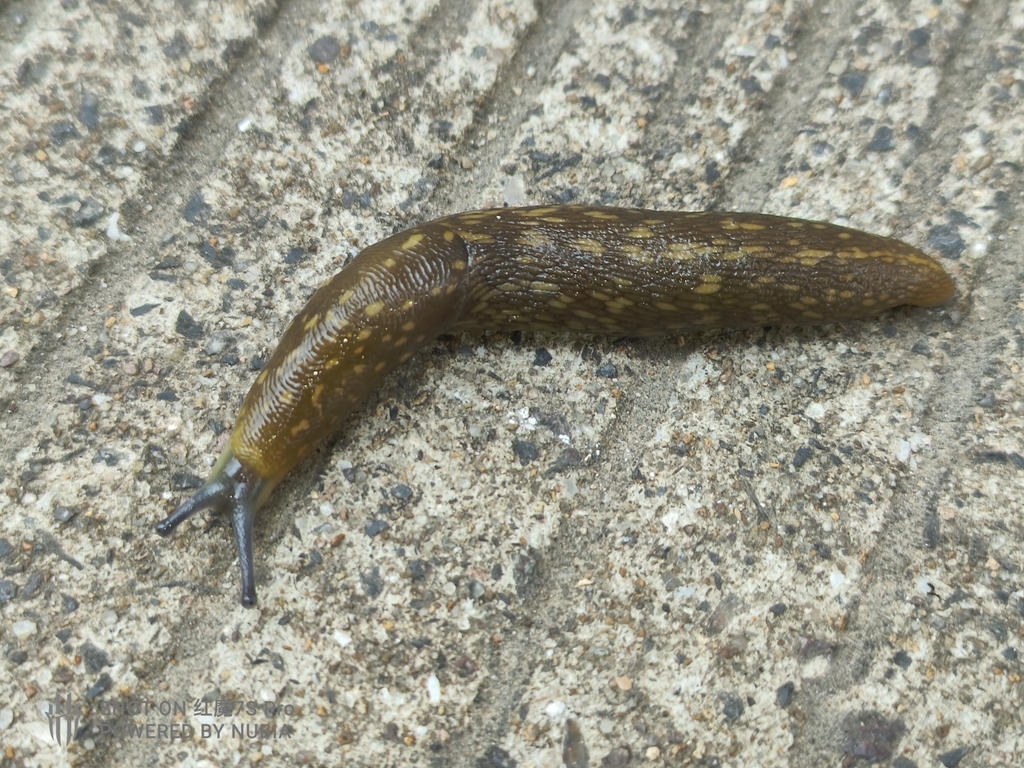 Yellow Cellar Slug from 定海区 on April 2, 2026 at 11:41 AM by ...