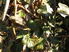 Hedera helix