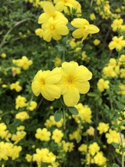 Jasminum nudiflorum