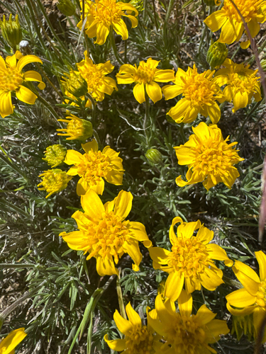 Narrowleaf Goldenweed (Nestotus stenophyllus)