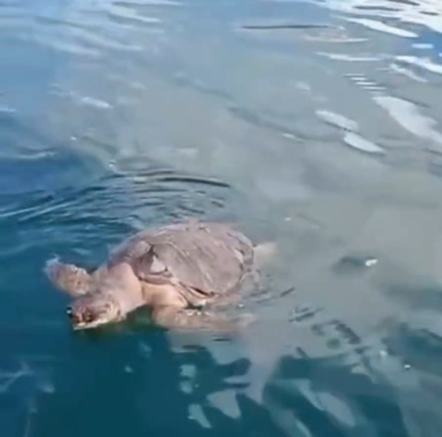 Loggerhead Sea Turtle