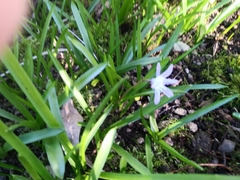 Scilla forbesii
