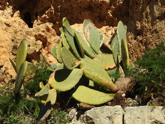 Opuntia ficus-indica