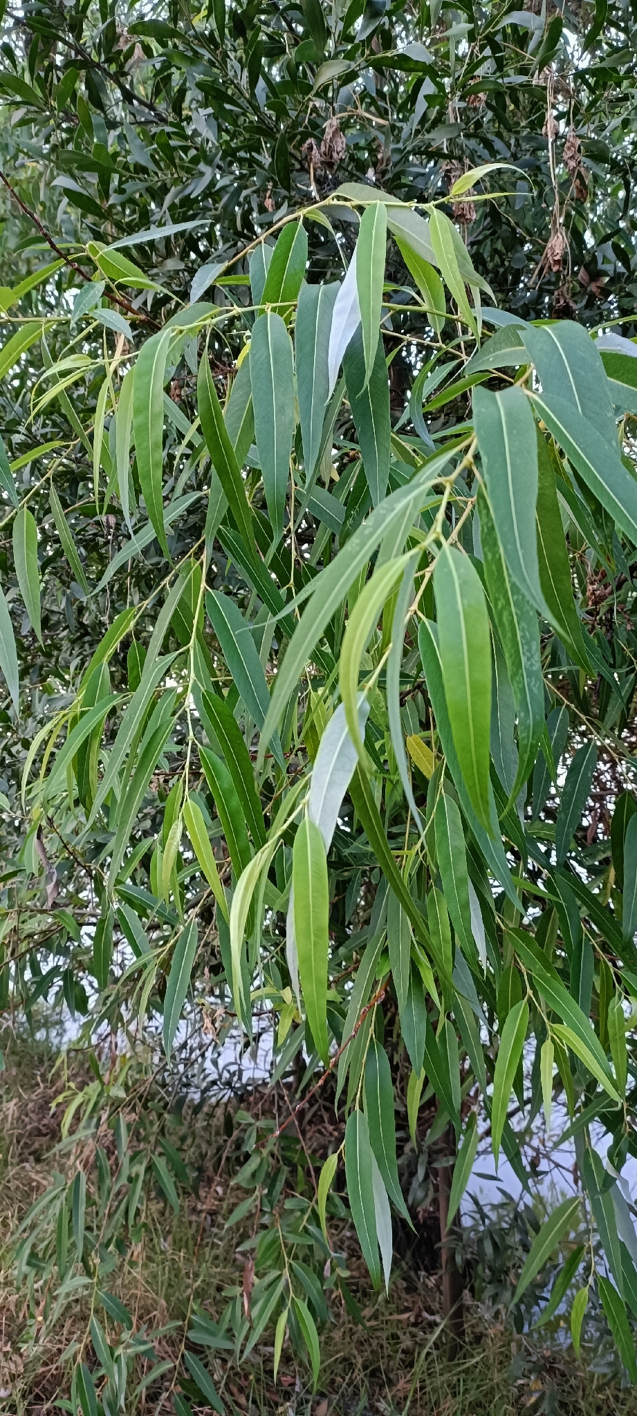Weeping Willow (Salix babylonica)