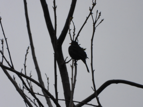 Eurasian Blackbird