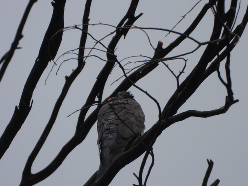 Common Wood-Pigeon