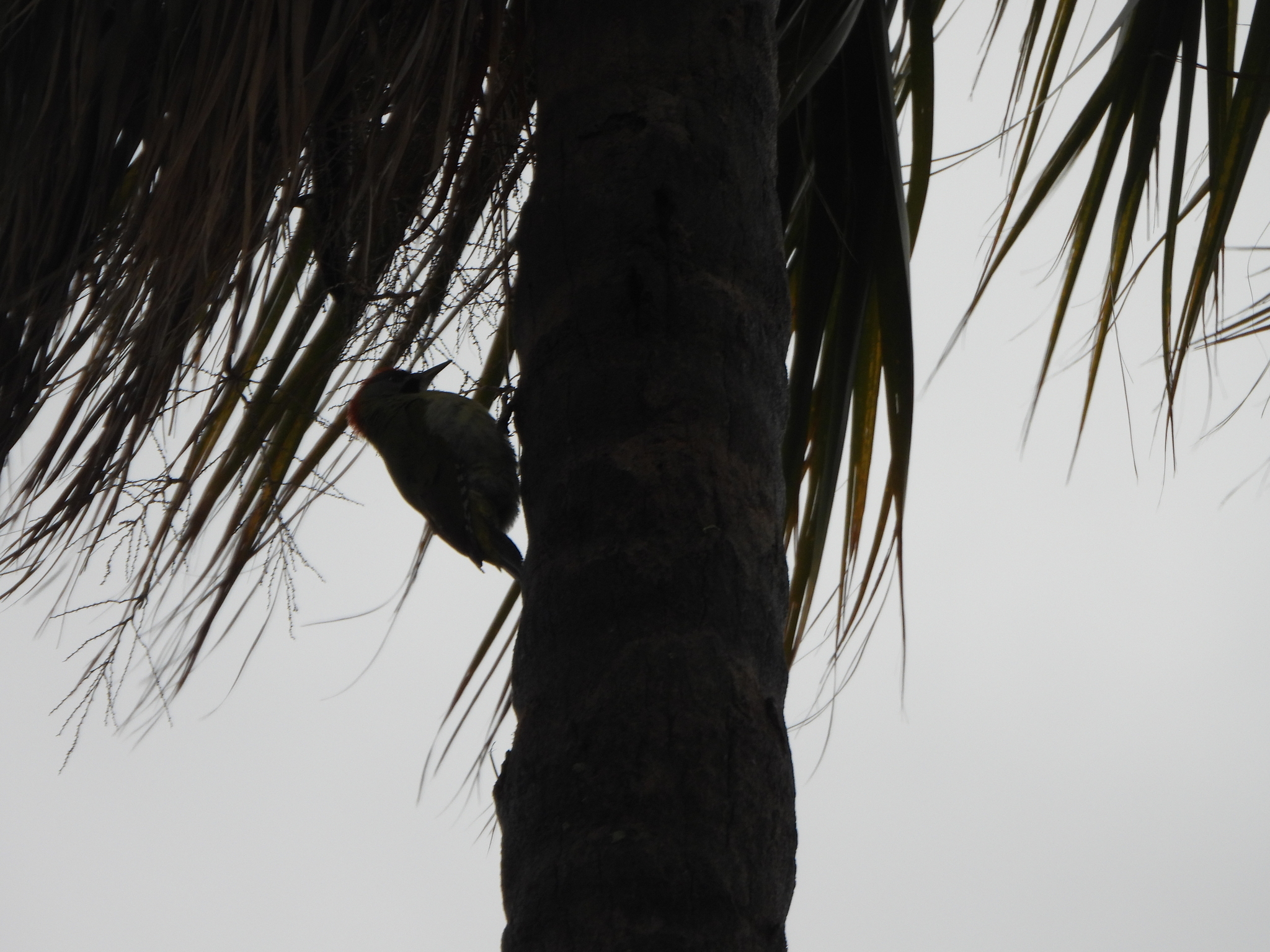 Levaillant's Woodpecker (Picus vaillantii), photo 6