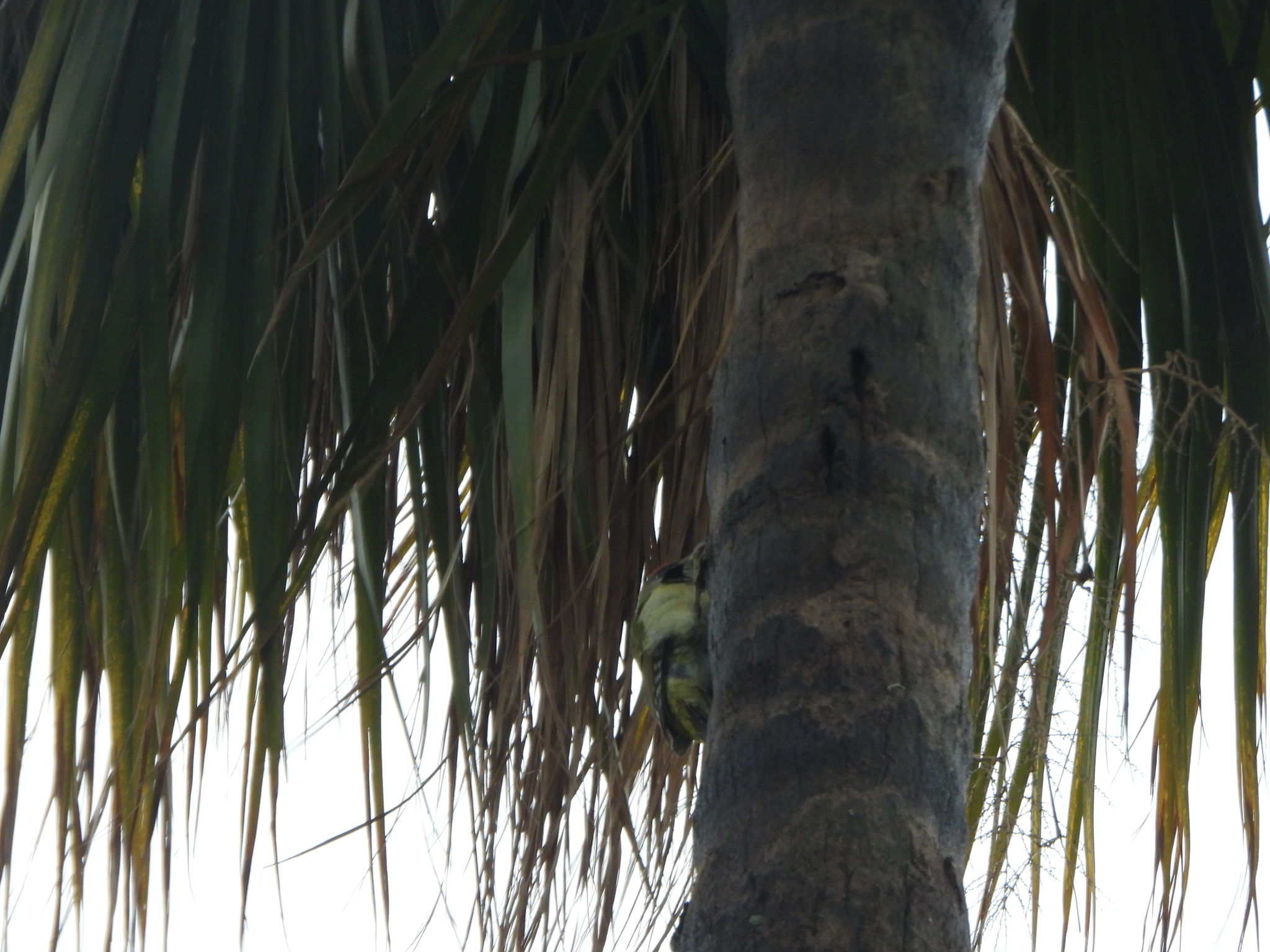 Levaillant's Woodpecker (Picus vaillantii), photo 7