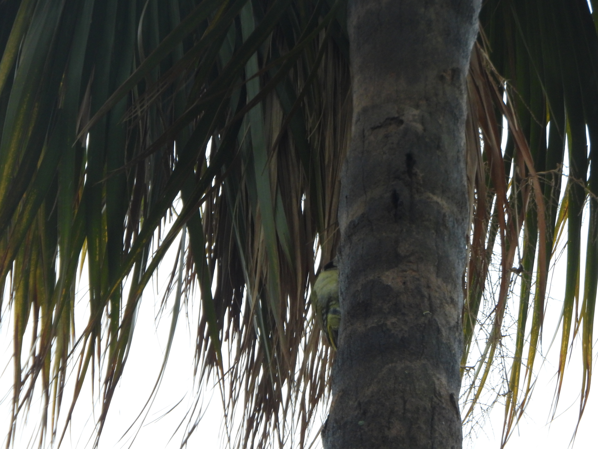 Levaillant's Woodpecker (Picus vaillantii), photo 8