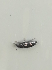 Glischrochilus quadriguttatus