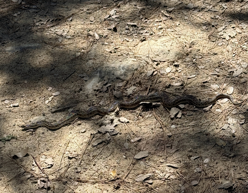 iNaturalist observation photo of Pacific Gopher Snake