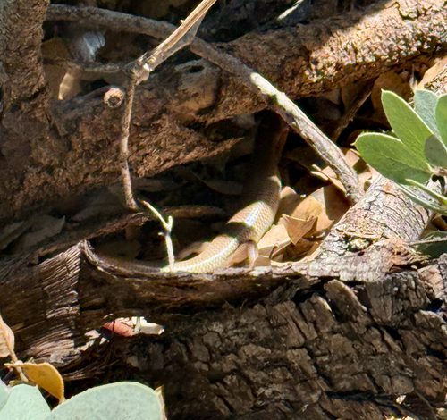 iNaturalist observation photo of Gilbert's Skink