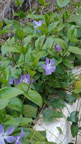 greater periwinkle