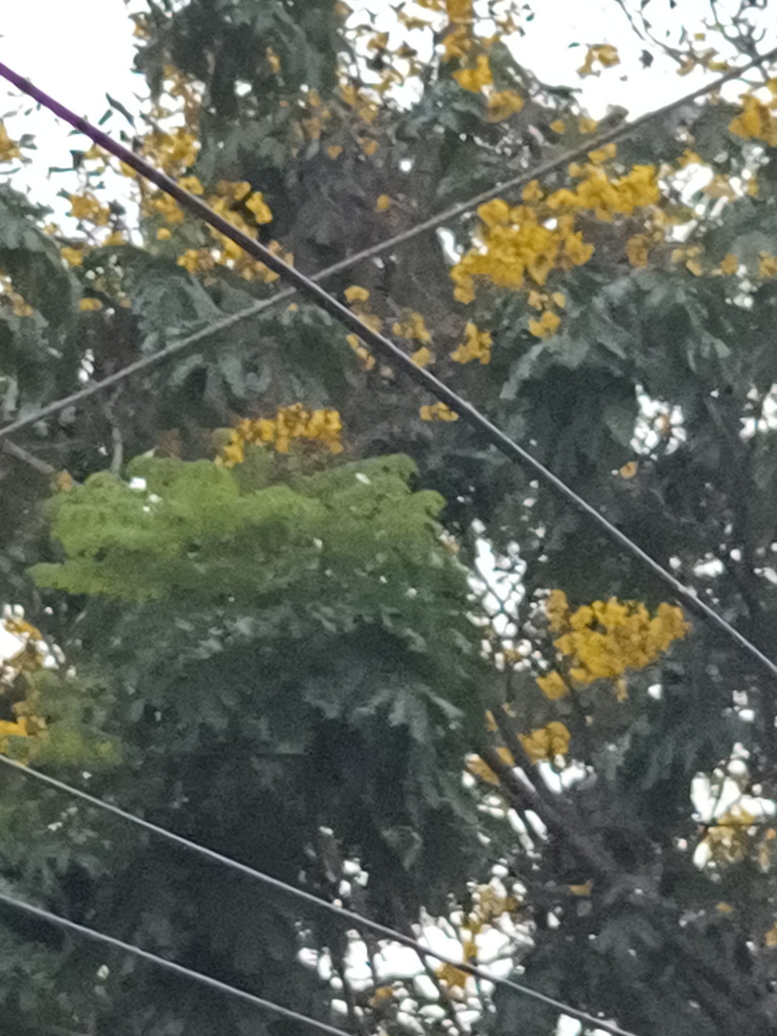 Yellow Flame Tree (Peltophorum pterocarpum)