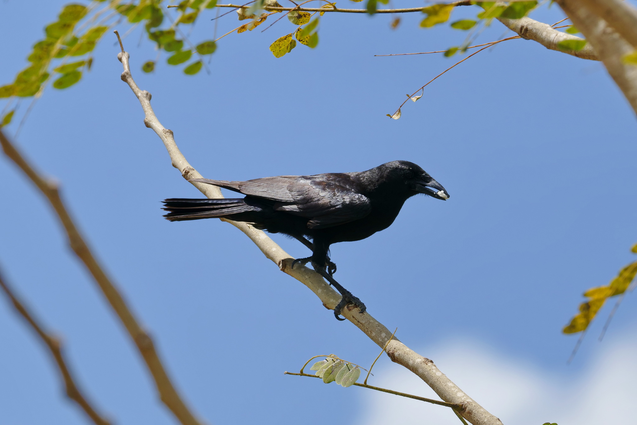 Hispaniolan Palm Crow (Corvus palmarum), photo 3