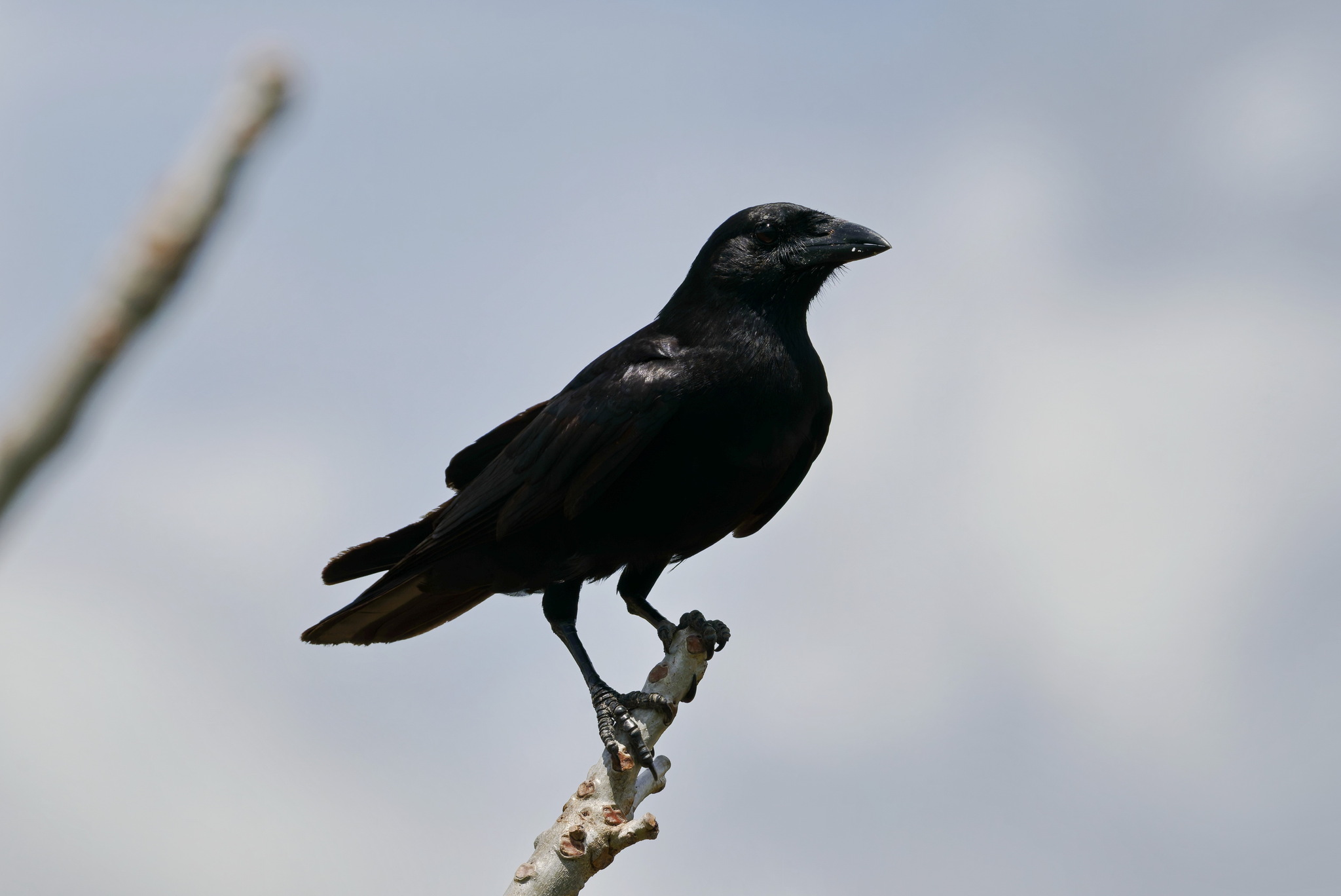 Hispaniolan Palm Crow (Corvus palmarum), photo 2