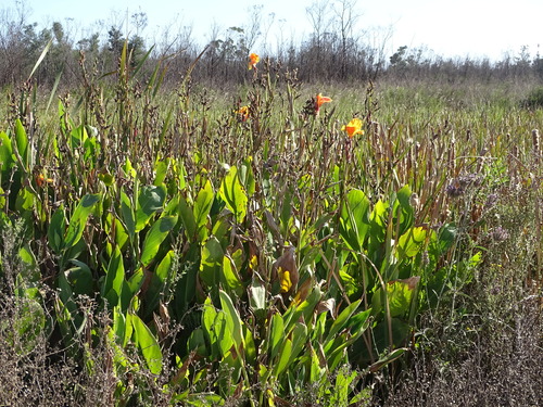 Garden Canna (Canna ×)