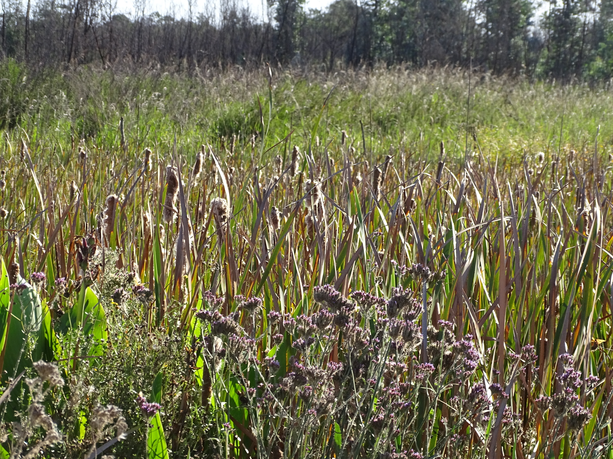 Cape Bulrush (Typha capensis)