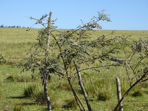 Rattlebox (Sesbania punicea)