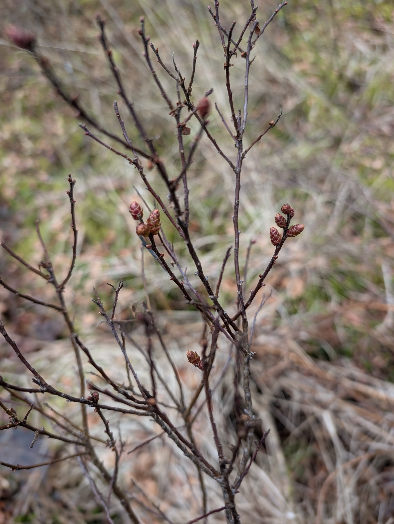 Bog Myrtle (Myrica gale)
