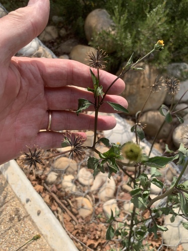Devil's Beggarticks (Bidens frondosa)
