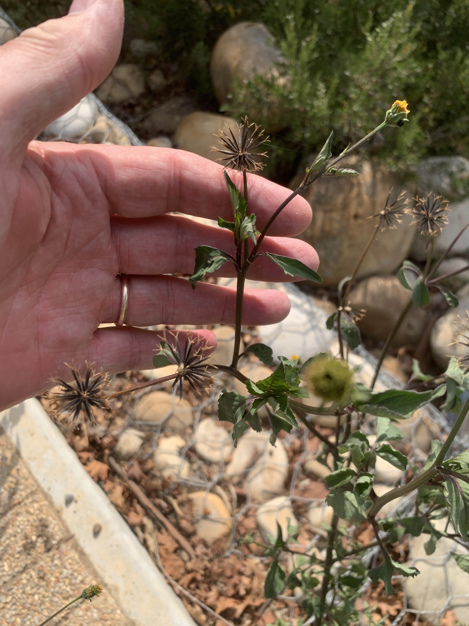Devil's Beggarticks (Bidens frondosa)