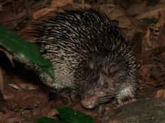 Asiatic Brush-Tailed Porcupine photo 4