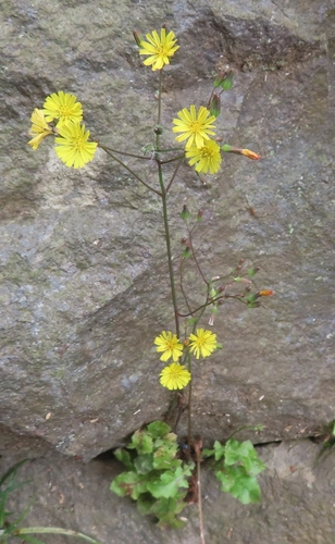 Oriental false hawksbeard (Youngia japonica)