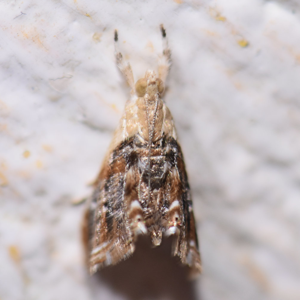 Dicymolomia metalophota