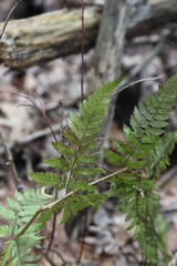 Dryopteris × triploidea