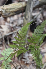 Dryopteris × triploidea