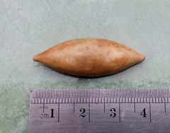 Bronchocela