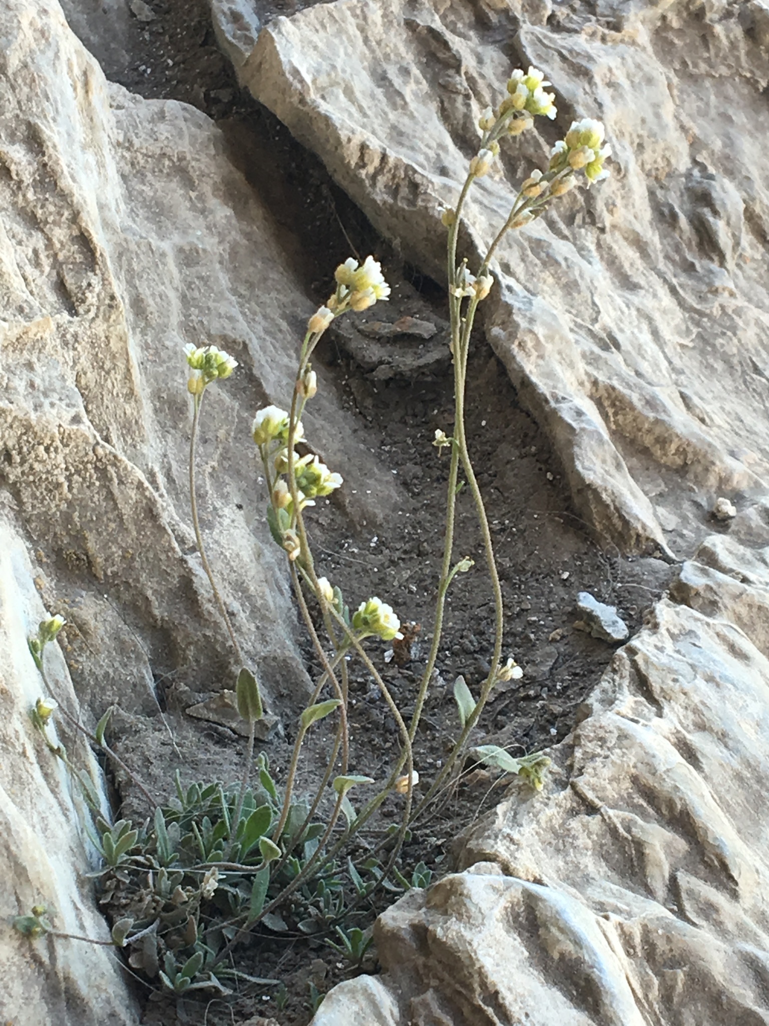 Draba cana