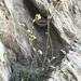 Canescent Draba - Photo (c) rsealy, some rights reserved (CC BY-NC), uploaded by rsealy